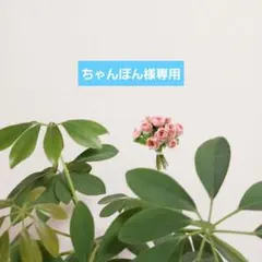 ちゃんぽん様 リクエスト 2点 まとめ商品