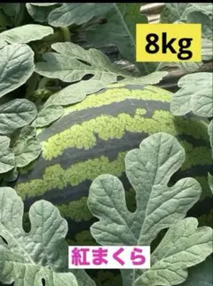産地直送 熊本植木町スイカ【2玉入り】7kgと8kg 産地直送 熊本植木町スイカ【2玉入り】7kgと8kg - メルカリ