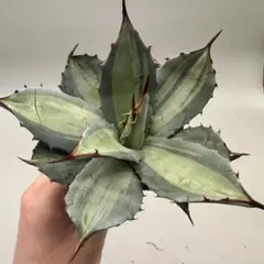 2026年最新】パリー斑入りの人気アイテム - メルカリ