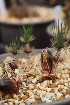 す*と様 133特選珍奇植物 Euphoria crassipes / 倶利伽羅 2025年最新】塊根