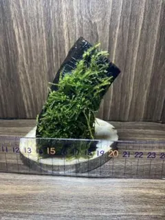 南米ウィローモス流木付き【無農薬】のサムネイル