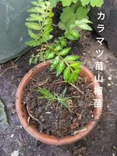 カラマツ苗と山椒苗のサムネイル