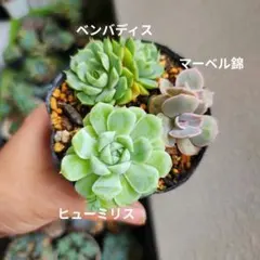 ピンクルルビー ベンバディス マーベル錦 全部抜き 多肉植物 - メルカリ