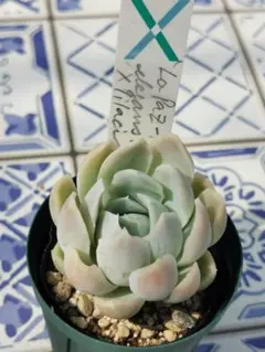 ♣kiro様 リクエスト 4点 まとめ商品