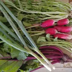 野菜セット　詰め合わせ5