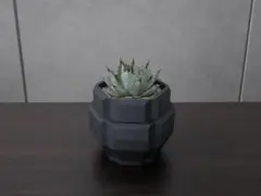 5set⭐︎ 4号サイズ　3Dプリンター鉢　アガベ　作家鉢　パキポディウム 4号サイズ 3Dプリント鉢 3Dプリンター鉢 アガベ 作家鉢 - メルカリ