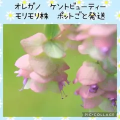 桃色オオデマリジェミニ&コデマリ挿し木用挿し穂 ビバーナム