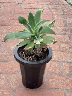 お値下げ！アガベ アテナータ 鉢植え 観葉植物 多肉植物のサムネイル
