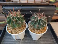 すけのすけさん専用 巨鷲玉＆群生金鯱 セット サボテン - メルカリ