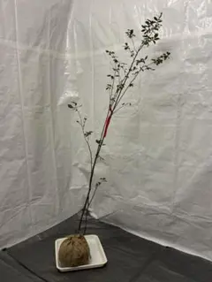 カツラ（桂）本株立ち【現品発送】管理 80050 - メルカリ