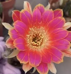 15 花サボテン カキコ2個セット - メルカリ