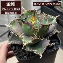 2025年最新】柊月 アガベの人気アイテム - メルカリ