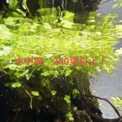 メルカリ便 ◯ロタラミニゴールド水中葉5本 水草 ADA 水槽 - メルカリ