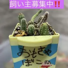 2026年最新】サボテン 白檀の人気アイテム - メルカリ