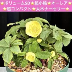 2026年最新】大木ナーセリーの人気アイテム - メルカリ