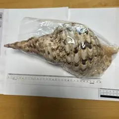 美品 法螺貝 直線36.7cm 蓋付 天然そのまま色 - メルカリ