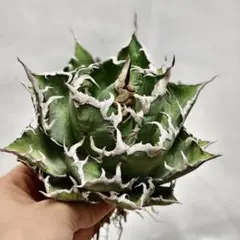 2025年最新】海王 アガベの人気アイテム - メルカリ