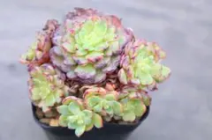 85 #アエオニウム錦❤️ブロンズメダル錦❤️甜茶錦❤️5大頭5小頭12cm