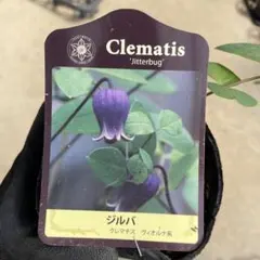 クレマチス ジルバ ヴィオルナ系　＊同梱推奨商品のサムネイル