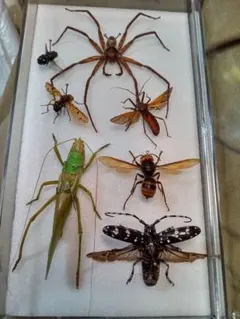 2026年最新】蜘蛛 標本の人気アイテム - メルカリ