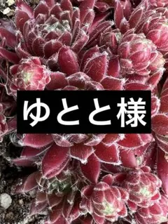 ゆとと様 リクエスト 2点 まとめ商品