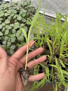 ももこ様　専用のサムネイル