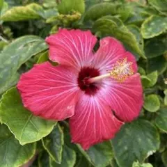 juju様 リクエスト 2点 まとめ商品