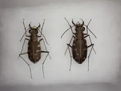 2026年最新】ハンミョウ標本の人気アイテム - メルカリ