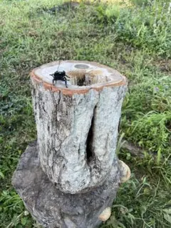 特大】クワリウム 苔付き天然木 シェルター 登り木 エサ台 - メルカリ