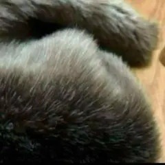 Item thumbnail for item 94755f2f-3516-41af-b98d-54c78c64ff0f