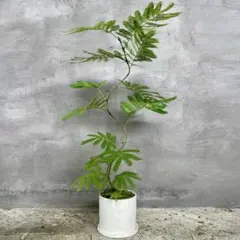 幹極太　エバーフレッシュ　盆栽　天然苔仕立て　陶器鉢　植え込み発送 幹極太 エバーフレッシュ 盆栽 天然苔仕立て 陶器鉢 植え込み発送