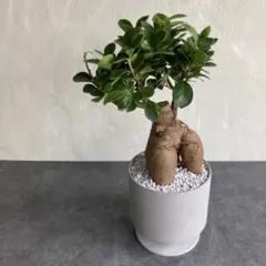 パンダガジュマル 天然苔 盆栽仕立て 陶器鉢 植え込み発送 - メルカリ