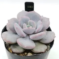 180.로비 허브 모종 다육 식물