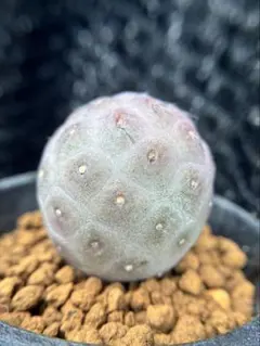 多肉植物 サボテン テフロカクタス ゲオメトリクス 3cm 発根管理中 多肉植物 サボテン テフロカクタス ゲオメトリクス 3cm 発根管理中