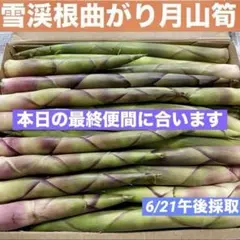 ❤️毎年大人気❣️ 天然 月山筍 3キロ 根曲がり竹 姫竹 山菜 112 ❤️毎年大人気❣️ 天然 月山筍 箱込み約1キロB級品 根曲がり竹 姫竹