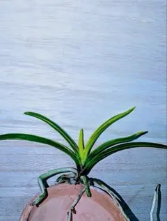 2026年最新】富貴蘭 牡丹の人気アイテム - メルカリ