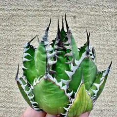 2025年最新】ホリダ アガベの人気アイテム - メルカリ