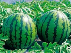 高知県産すいか大玉、即購入OK 高知県産スイカ大玉、即購入OK - メルカリ