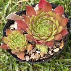Devon Jewel センペルビウム 多肉植物 紫系 - メルカリ