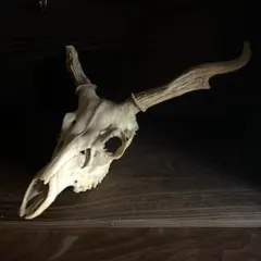 2025年最新】頭蓋骨 鹿の人気アイテム - メルカリ