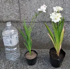 ☆ペンギン☆様 リクエスト 2点 まとめ商品