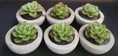 多肉植物型ロウソク　6個セット