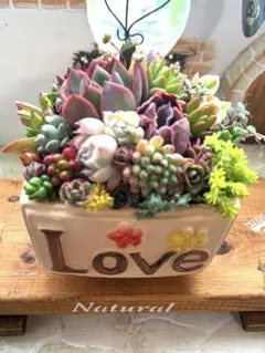 ❤️多肉植物そのまま飾れる❤️韓国鉢　LOVE❤️