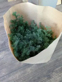 いずみ様 リクエスト 2点 まとめ商品