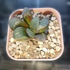 ハオルチア 彩画錦 抜き苗発送