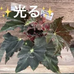 希少❗️光るブラックベゴニア✨ハイブリッド✨白ポットごとのサムネイル