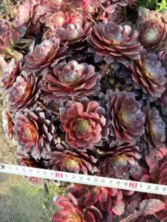 アエオニウム　紅銅壷法師 アエオニウム 紅銅壷白錦 - メルカリ