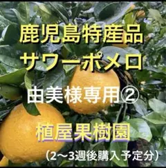 （鹿児島特産品）由美様専用② サワーポメロ　箱満杯詰　いちき串木野市産
