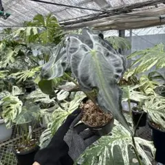 2026年最新】アロカシアヴェノムの人気アイテム - メルカリ
