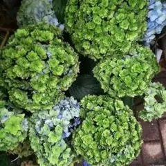 福岡県鬼木様の紫陽花☆筑紫路風 寄せ植えミックス☆14号鉢☆6月5日